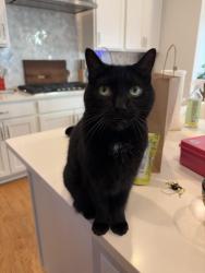 Lost Female Cat last seen Forest Ridge, Hillsborough, NC 27278