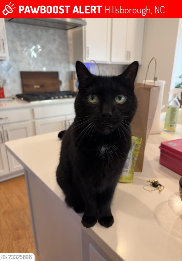 Lost Female Cat last seen Forest Ridge, Hillsborough, NC 27278