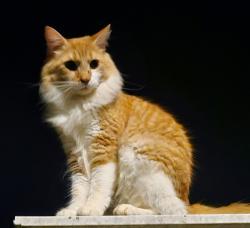 Reunited Male Cat last seen Golden Strip, Mauldin, SC 29662