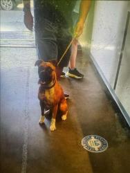 Shelter Stray Female Dog last seen , 1850 W 60th St, Los Angeles, CA 90047, USA