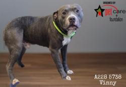 Shelter Stray Male Dog last seen , 1850 W 60th St, Los Angeles, CA 90047, USA