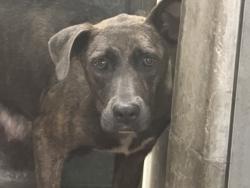 Shelter Stray Female Dog last seen , 1850 W 60th St, Los Angeles, CA 90047, USA