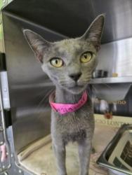 Shelter Stray Female Cat last seen , 1850 W 60th St, Los Angeles, CA 90047, USA