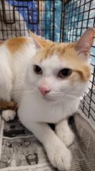 Shelter Stray Male Cat last seen , 1850 W 60th St, Los Angeles, CA 90047, USA