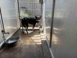 Shelter Stray Male Dog last seen OTAY LAKES, 5821 Sweetwater Rd, Bonita, CA 91902, USA