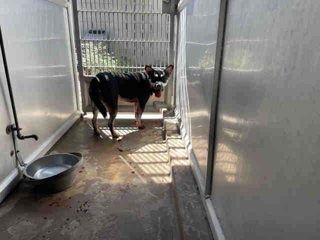 Shelter Stray Male Dog last seen OTAY LAKES, 5821 Sweetwater Rd, Bonita, CA 91902, USA