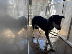 Shelter Stray Male Dog last seen OTAY LAKES, 5821 Sweetwater Rd, Bonita, CA 91902, USA