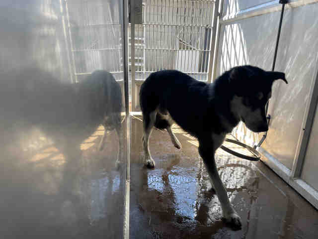 Shelter Stray Male Dog last seen OTAY LAKES, 5821 Sweetwater Rd, Bonita, CA 91902, USA
