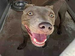 Shelter Stray Male Dog last seen LARKSPUR DR, 5821 Sweetwater Rd, Bonita, CA 91902, USA