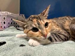Shelter Stray Female Cat last seen LELAND, 5821 Sweetwater Rd, Bonita, CA 91902, USA