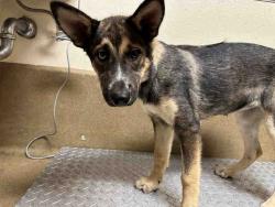 Shelter Stray Female Dog last seen SILVERBROOK, 5821 Sweetwater Rd, Bonita, CA 91902, USA