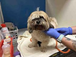 Shelter Stray Male Dog last seen , 5821 Sweetwater Rd, Bonita, CA 91902, USA