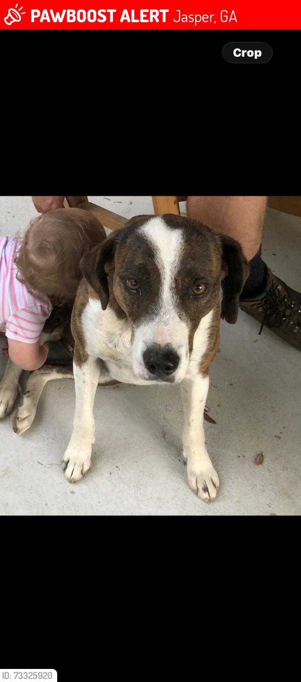 Lost Male Dog last seen Talking Rock rd, Jasper, GA 30143
