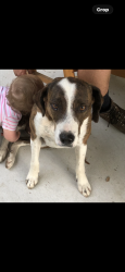 Lost Male Dog last seen Talking Rock rd, Jasper, GA 30143