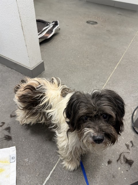 Shelter Stray Male Dog last seen MAIN ST AND MESA DRIVE, 1920 S Lewis, Mesa, AZ 85210, USA