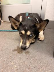 Shelter Stray Male Dog last seen 39TH AVE AND ROOSEVELT ST, 1920 S Lewis, Mesa, AZ 85210, USA