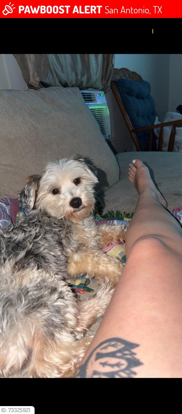 Lost Male Dog last seen Near Alamo done can see tower of americas from road, San Antonio, TX 78203
