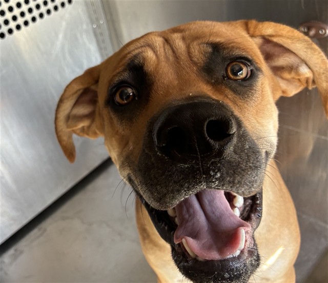 Shelter Stray Female Dog last seen S 24TH ST AND E JONES AVE, 1920 S Lewis, Mesa, AZ 85210, USA