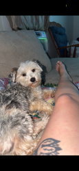 Lost Male Dog last seen Near Alamo done can see tower of americas from road, San Antonio, TX 78203