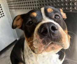 Shelter Stray Male Dog last seen S 24TH ST AND E JONES AVE, 1920 S Lewis, Mesa, AZ 85210, USA
