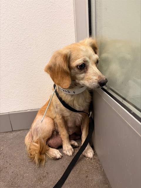Shelter Stray Female Dog last seen 39TH AVE AND ROOSEVELT ST, 1920 S Lewis, Mesa, AZ 85210, USA