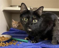 Shelter Stray Female Cat last seen Near BLOCK N LINCOLN ST, DENVER CO 80216, 1241 W Bayaud Ave, Denver, CO 80223, USA