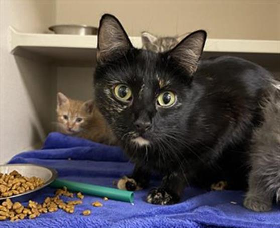Shelter Stray Female Cat last seen Near BLOCK N LINCOLN ST, DENVER CO 80216, 1241 W Bayaud Ave, Denver, CO 80223, USA