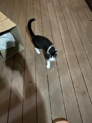 Found/Stray Female Cat last seen Jackson School, Hillsboro, OR 97124