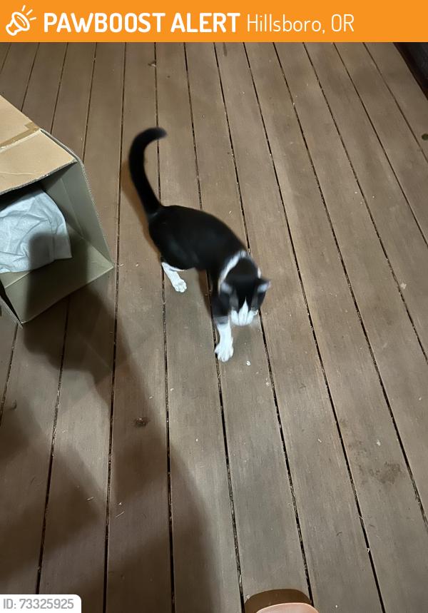 Found/Stray Female Cat last seen Jackson School, Hillsboro, OR 97124