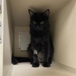 Shelter Stray Female Cat last seen Near BLOCK S RARITAN ST, DENVER CO 80223, 1241 W Bayaud Ave, Denver, CO 80223, USA