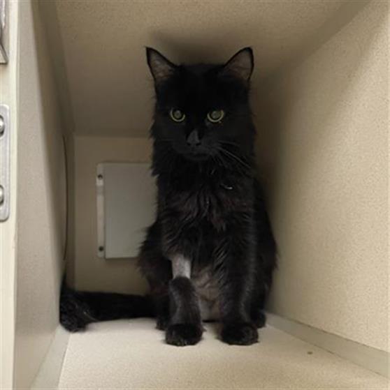 Shelter Stray Female Cat last seen Near BLOCK S RARITAN ST, DENVER CO 80223, 1241 W Bayaud Ave, Denver, CO 80223, USA