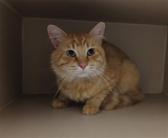 Shelter Stray Male Cat last seen Near BLOCK N KALISPELL ST, DENVER CO 80239, 1241 W Bayaud Ave, Denver, CO 80223, USA