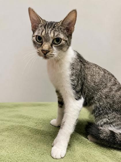 Shelter Stray Female Cat last seen E BUCK CT, Inverness, FL, 4030 S Airport Rd, Inverness, FL 34450, USA