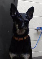 Shelter Stray Male Dog last seen Near BLOCK N SHERIDAN BLVD, DENVER CO 80219, 1241 W Bayaud Ave, Denver, CO 80223, USA