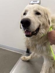 Shelter Stray Male Dog last seen W Shields Ave & N Goldenrod Ave, Kerman Zone Kerman City 1A 93630, CA, 1510 W Dan Ronquillo Dr, Fresno, CA 93706, USA