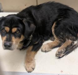 Shelter Stray Male Dog last seen Near E Kimbrough St T1, 75149, TX, 1650 Gross Rd, Mesquite, TX 75149, USA