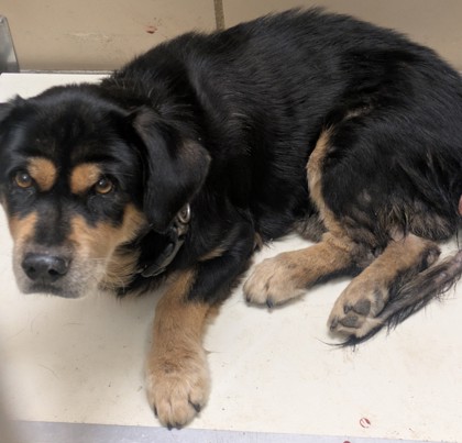 Shelter Stray Male Dog last seen Near E Kimbrough St T1, 75149, TX, 1650 Gross Rd, Mesquite, TX 75149, USA