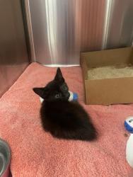 Shelter Stray Female Cat last seen Orlando Ave and Somer Ridge Dr, Roseville City, CA, 200 Tahoe Ave, Roseville, CA 95678, USA