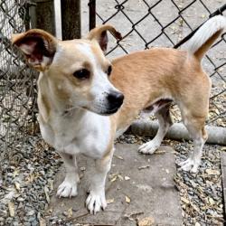 Shelter Stray Male Dog last seen Near 35th Ave, Oakland, CA, 1101 29th Ave, Oakland, CA 94601, USA