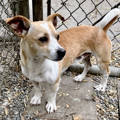 Shelter Stray Male Dog last seen Near 35th Ave, Oakland, CA, 1101 29th Ave, Oakland, CA 94601, USA