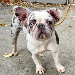 Shelter Stray Female Dog last seen Temescal Creek Park, Oakland, CA, 1101 29th Ave, Oakland, CA 94601, USA