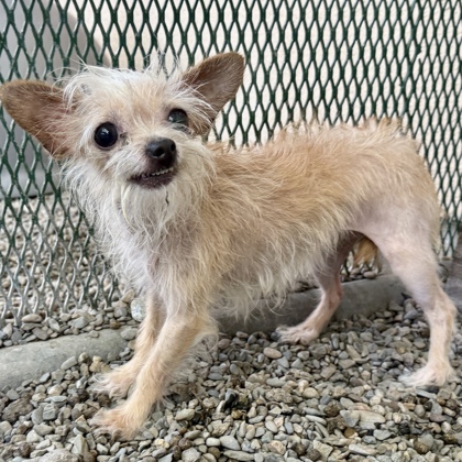 Shelter Stray Female Dog last seen Near 85th Ave backyard, Oakland, CA, 1101 29th Ave, Oakland, CA 94601, USA