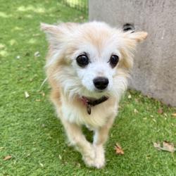 Shelter Stray Female Dog last seen Near Iris St, Oakland, CA, 1101 29th Ave, Oakland, CA 94601, USA