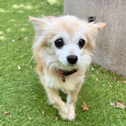 Shelter Stray Female Dog last seen Near Iris St, Oakland, CA, 1101 29th Ave, Oakland, CA 94601, USA