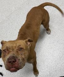 Shelter Stray Female Dog last seen Near 35th Ave, Oakland, CA, 1101 29th Ave, Oakland, CA 94601, USA
