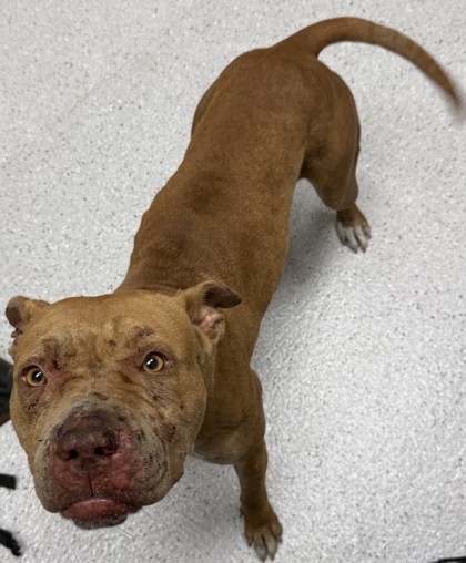 Shelter Stray Female Dog last seen Near 35th Ave, Oakland, CA, 1101 29th Ave, Oakland, CA 94601, USA