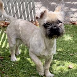 Shelter Stray Male Dog last seen Near International Blvd, Oakland, CA, 1101 29th Ave, Oakland, CA 94601, USA