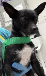 Shelter Stray Female Dog last seen 15th and webster, Oakland, CA, 1101 29th Ave, Oakland, CA 94601, USA