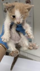 Shelter Stray Female Cat last seen Near Foothill Blvd, Oakland, CA, 1101 29th Ave, Oakland, CA 94601, USA