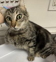 Shelter Stray Female Cat last seen Near e st, Oakland, CA, 1101 29th Ave, Oakland, CA 94601, USA